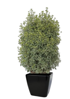 Une plante d'extérieur pittosporum dans un pot noir.