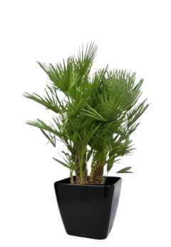 Une plante d'extérieur chamaerops dans un pot noir.