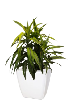 Une plante d'intérieur dracaena dans un pot blanc.