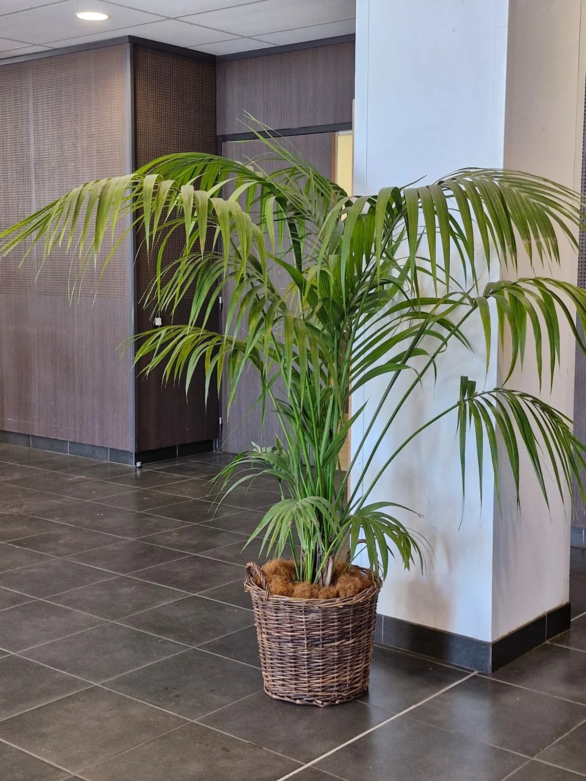 Une plante verte de grande taille en pot tressé dans un espace intérieur avec sol en carrelage et murs en bois et blanc.
