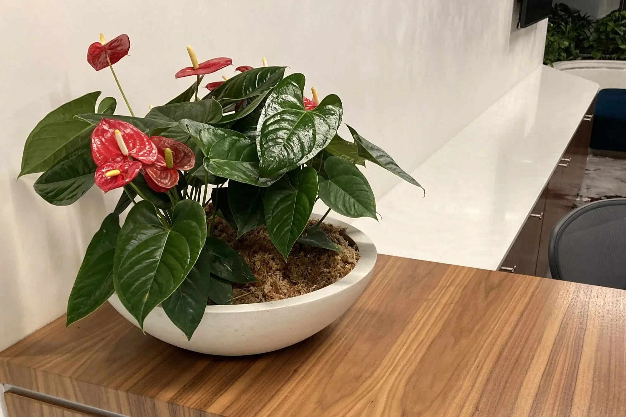 Plante d'intérieur avec des feuilles vert foncé et des fleurs rouges avec des épaisseurs noires, dans un pot blanc placé sur une table en bois dans une pièce d'intérieur.