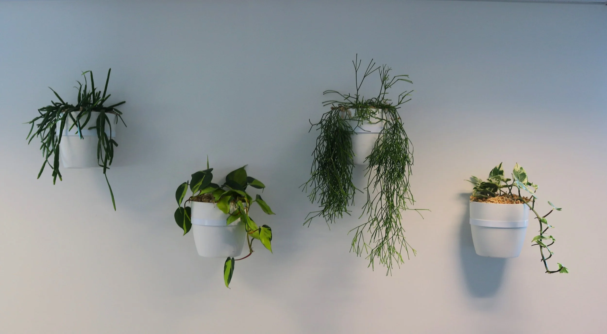 Cinq plantes vertes en pots blancs suspendus ou posés contre un mur blanc.