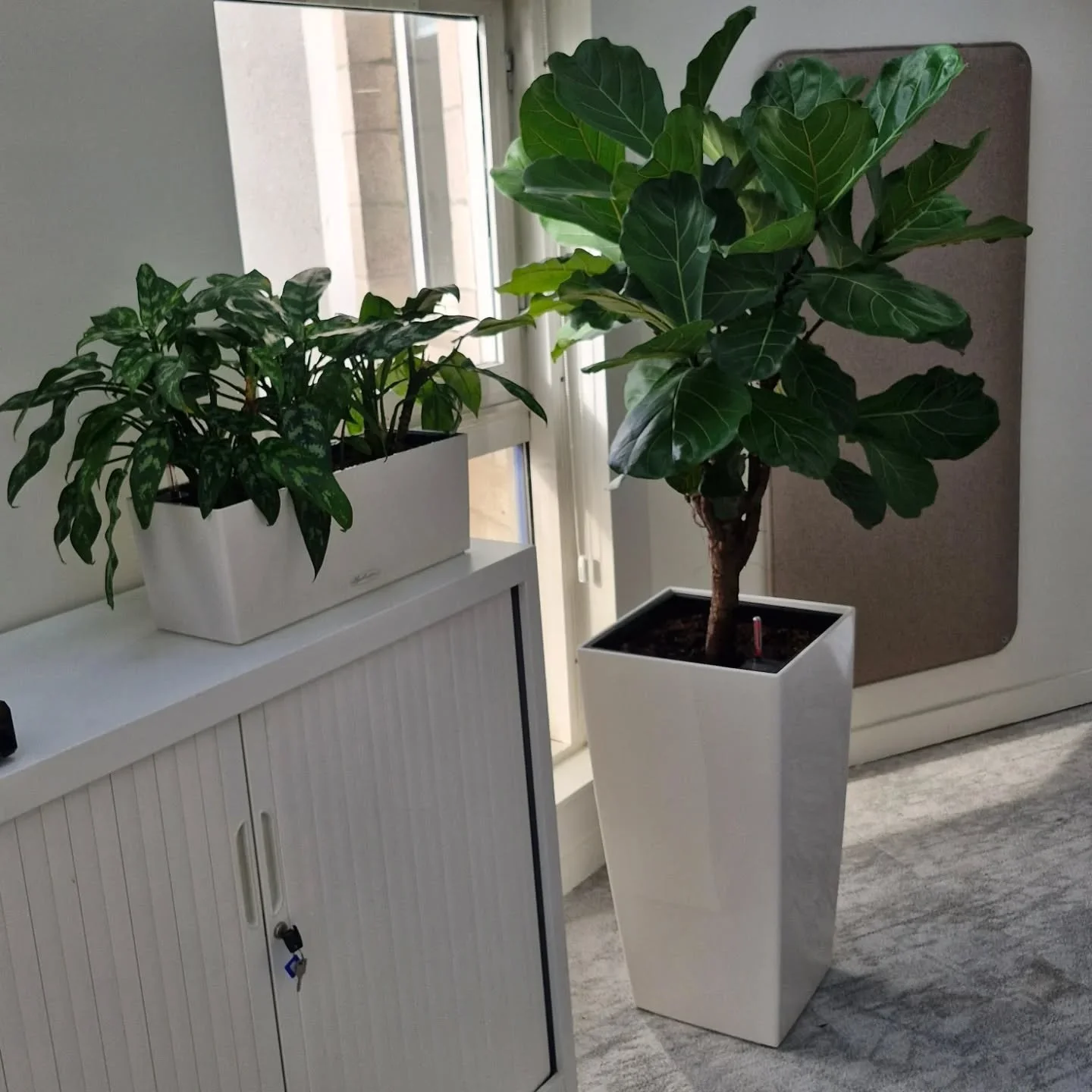 Tourn&eacute;e d'entretien de plantes &agrave; St Brieuc