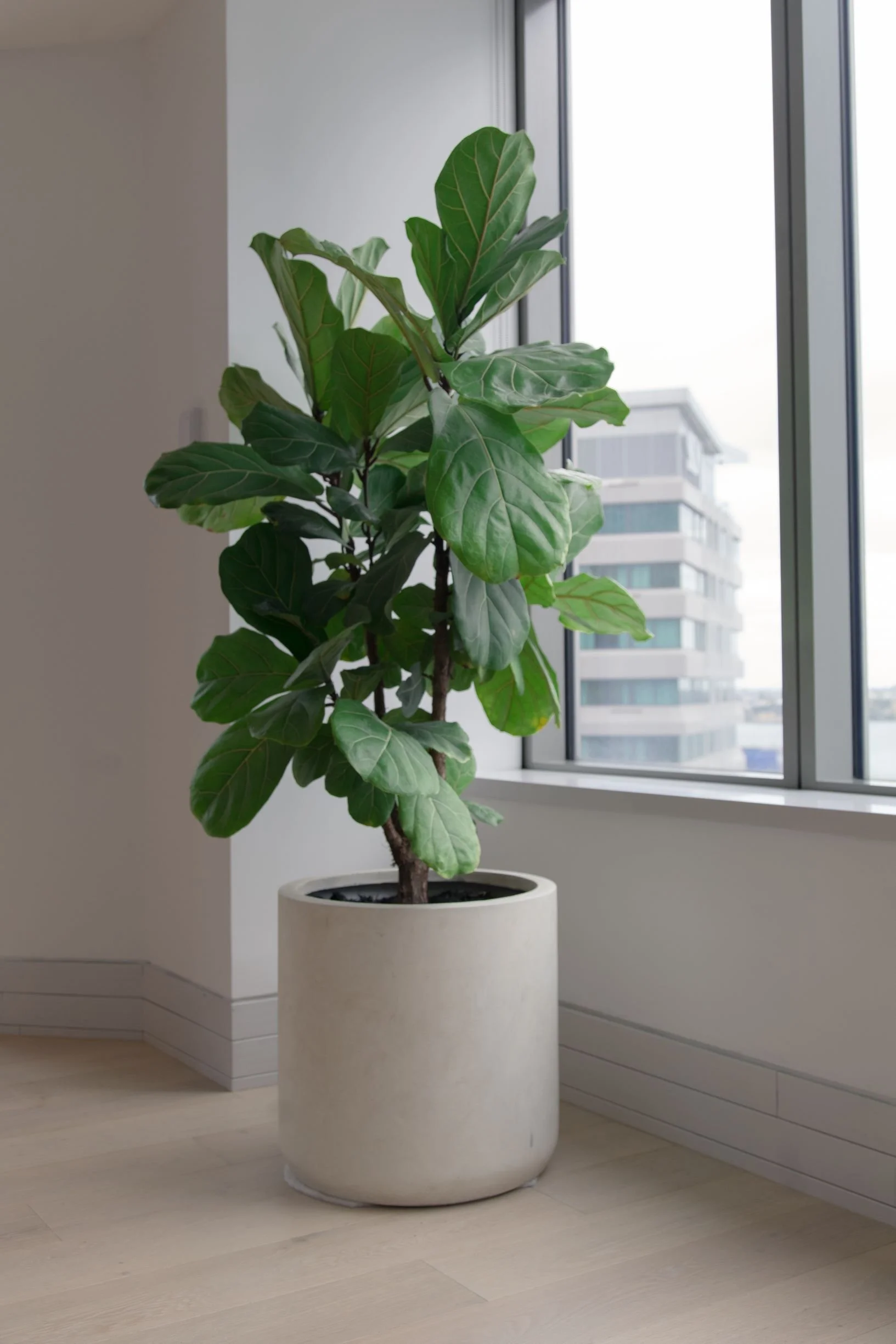 Grand pot de fleurs blanc contenant un arbre feuillu vert à feuilles larges dans une pièce bien éclairée par une grande fenêtre.