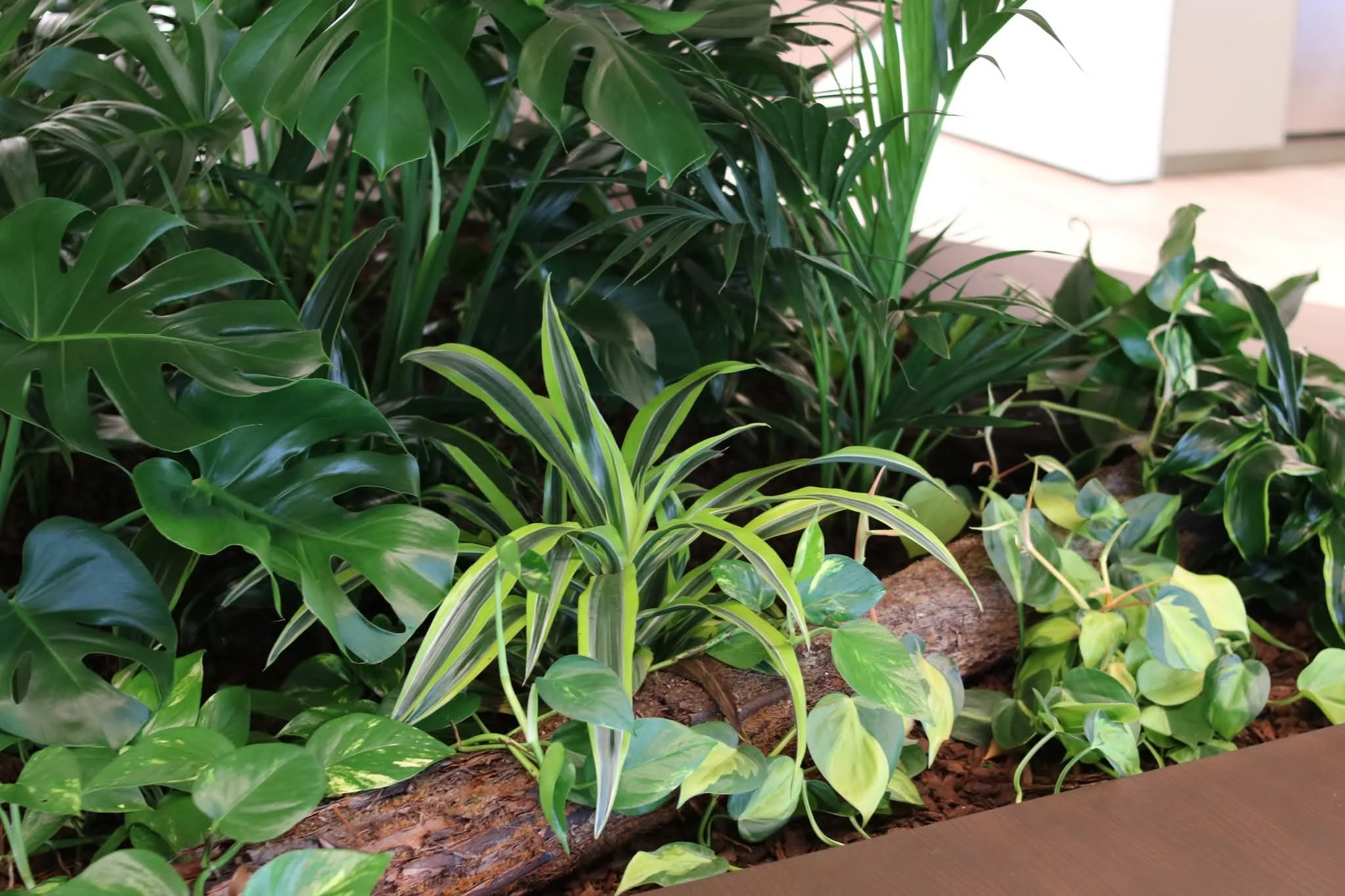 Un mur végétal intérieur avec différentes plantes vertes dans un environnement lumineux.
