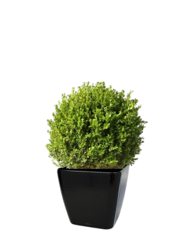 Une plante d'extérieur buis boule dans un pot noir.