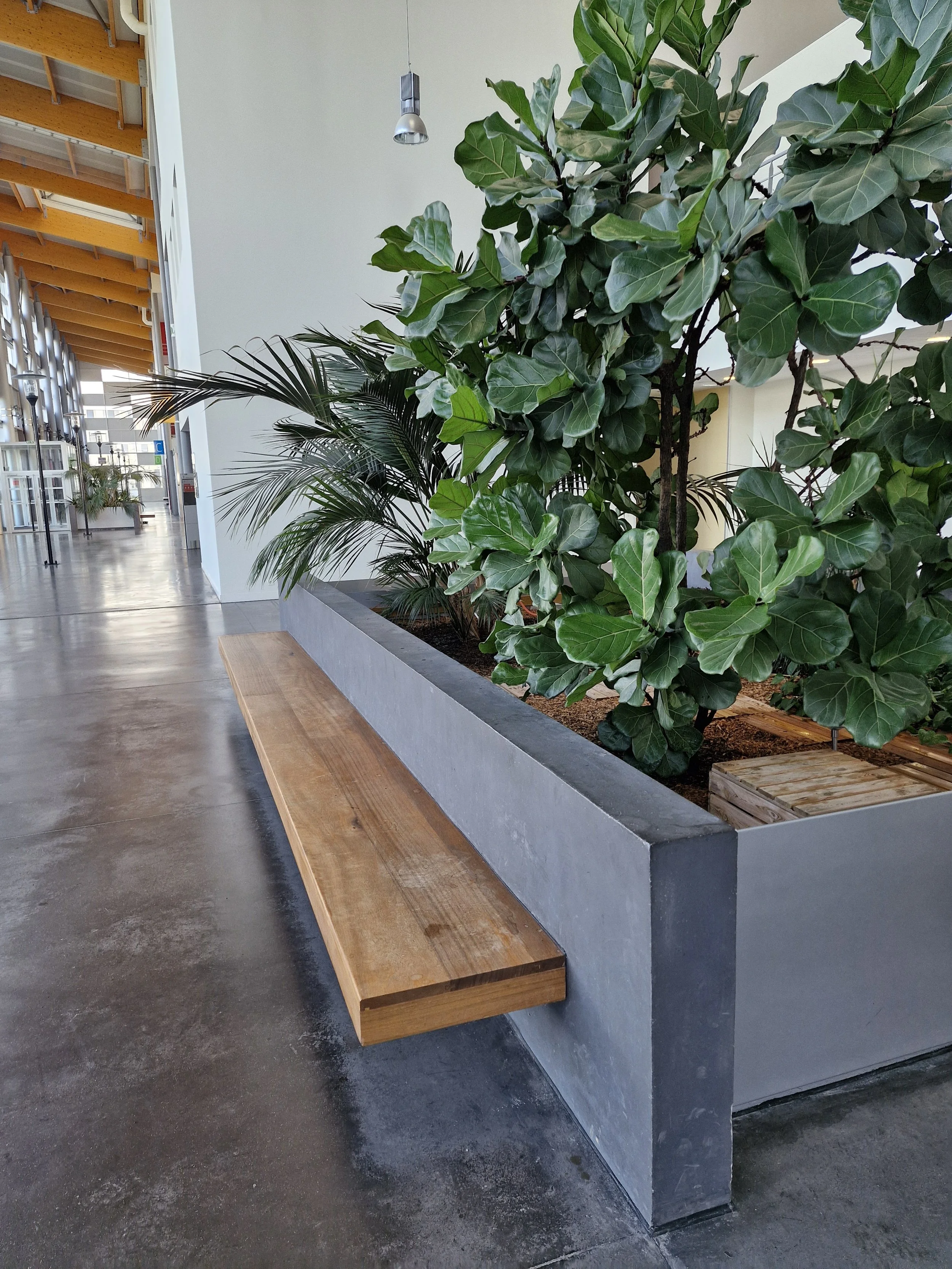 Un intérieur moderne avec un banc en bois placé contre un mur en béton, à côté d'un grand pot avec des plantes vertes, dans un espace lumineux.