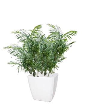 Une plante d'intérieur chamaedora dans un pot blanc.