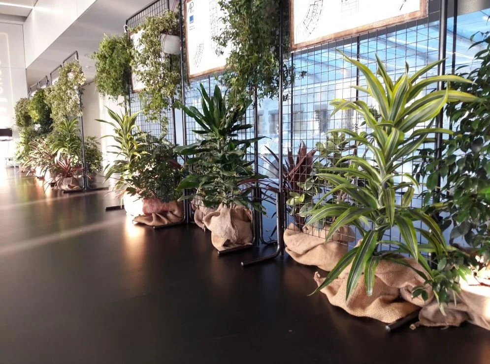 Une rangée de plantes variées dans de grands pots, placés sur le sol devant une clôture en métal, avec des arrangements de tissu en dessous.