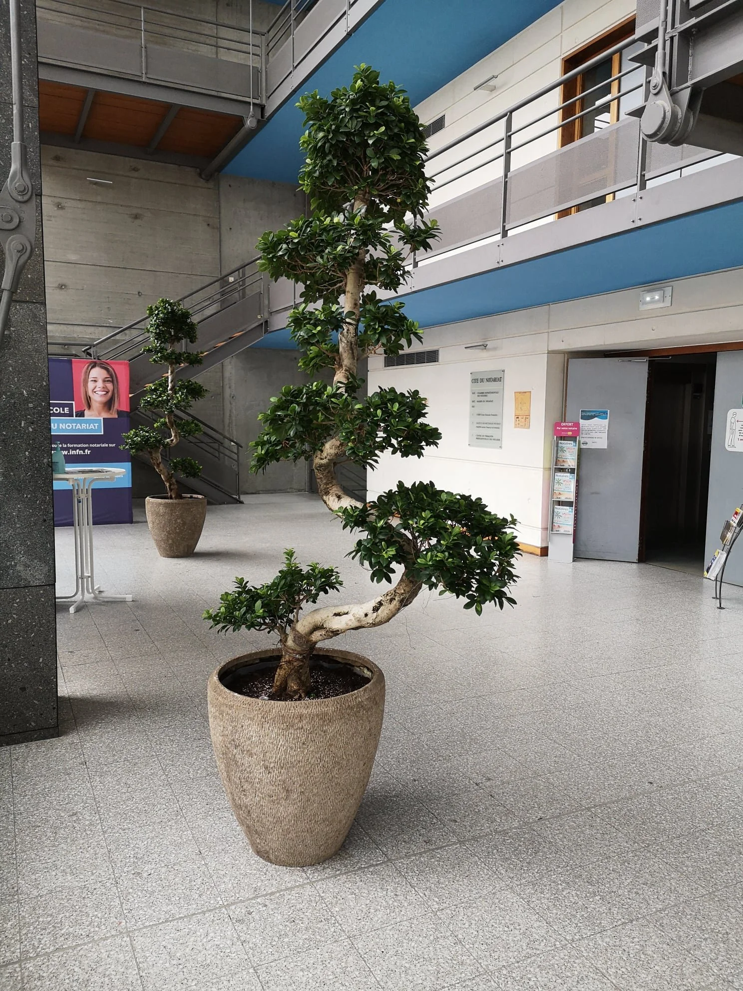 Un arbre d'intérieur dans un pot beige, situé dans un espace intérieur moderne avec un sol en carrelage gris. En arrière-plan, un mur blanc avec des panneaux d'information et des affiches, un escalier en métal, et une bannière publicitaire.