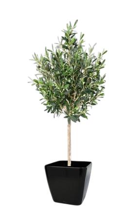Une plante d'extérieur olivier dans un pot noir.