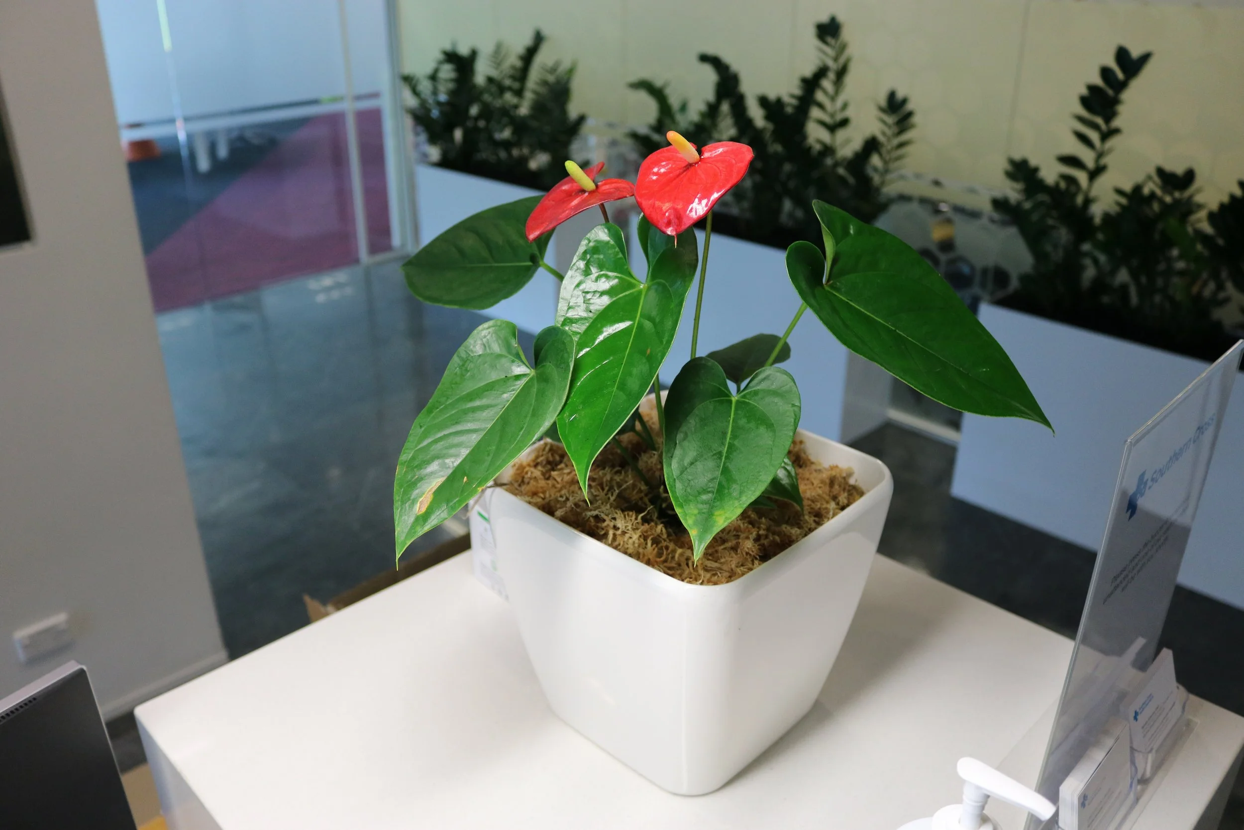 Une plante d'intérieur avec deux fleurs rouges en forme de cœur, dans un pot blanc rempli de terre et de mousse, placée sur une surface blanche dans un environnement intérieur.