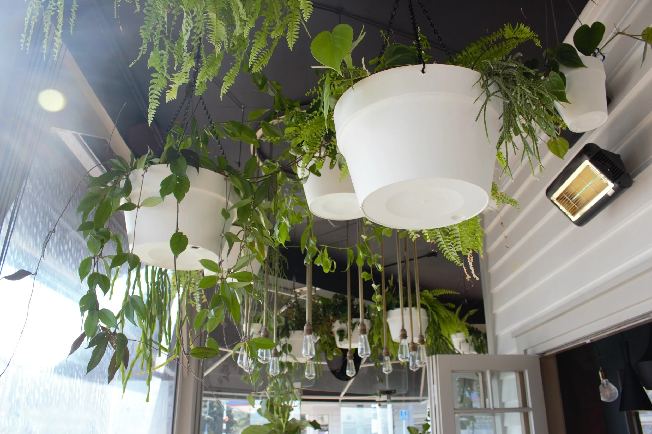 Plantes vertes suspendues dans un espace intérieur avec un plafond noir, près d'une fenêtre, éclairage intérieur