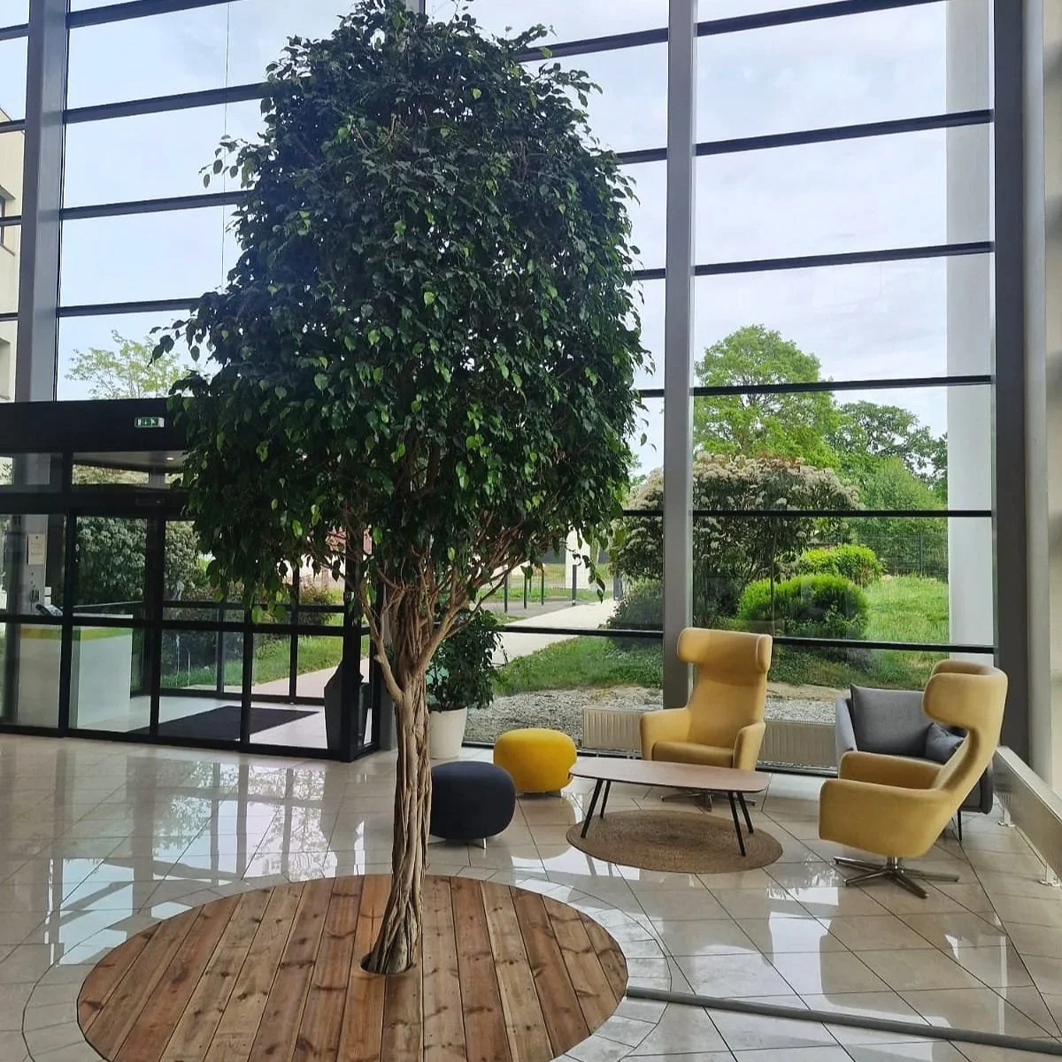 Un intérieur moderne avec un grand arbre en pot au centre, fauteuils jaunes et gris, petite table en bois, tapis rond, et de grandes fenêtres laissant entrer beaucoup de lumière naturelle, avec un jardin visible à l'extérieur.