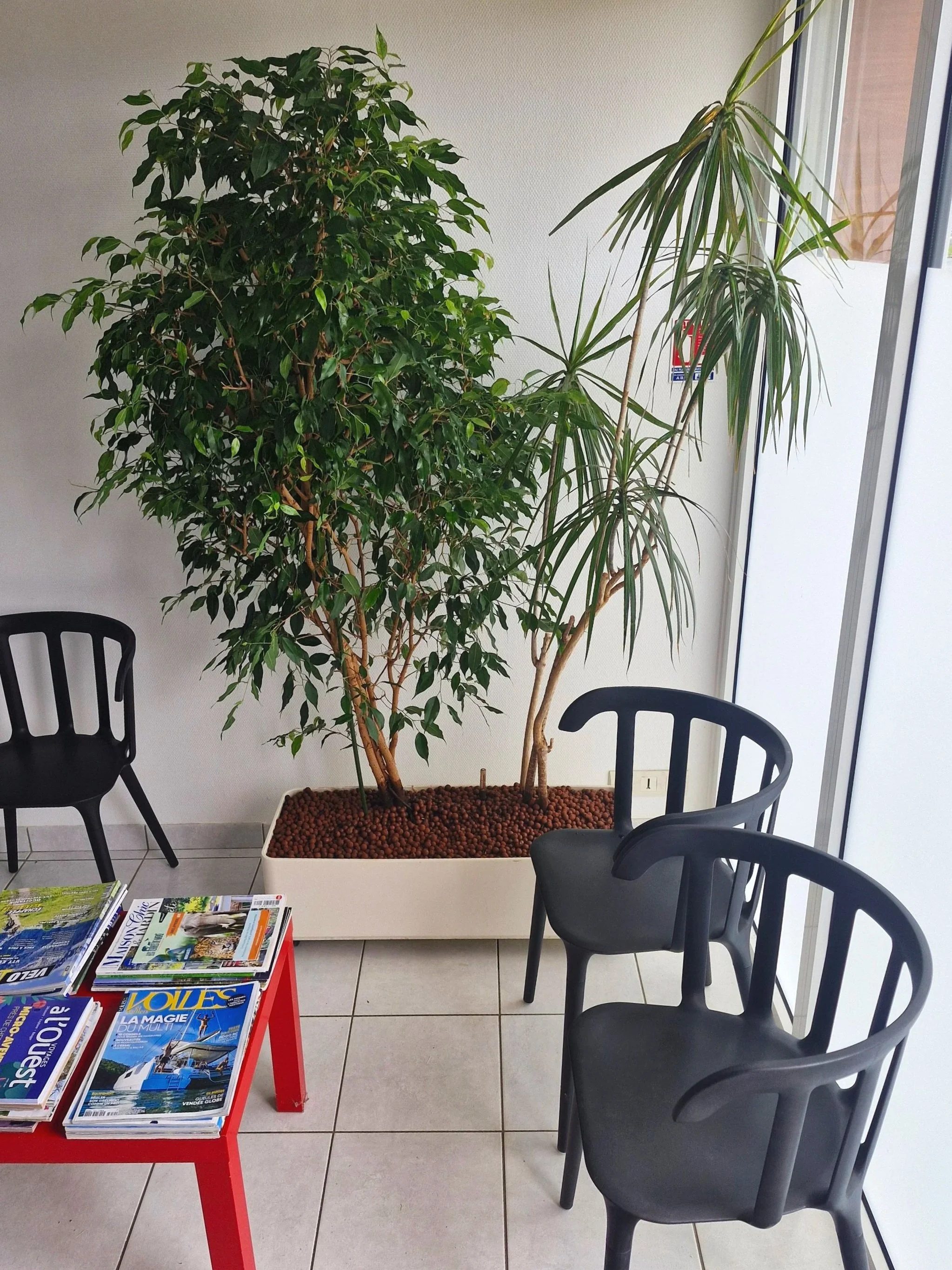 Intérieur d'un espace d'attente avec deux chaises en plastique noir, une table rouge avec des magazines empilés et deux grands plantes vertes dans un grand pot blanc, près d'une fenêtre.