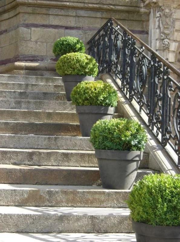 Escalier en pierre avec des pots de plantes vertes placés sur chaque marche et une barrière en fer forgé à côté.
