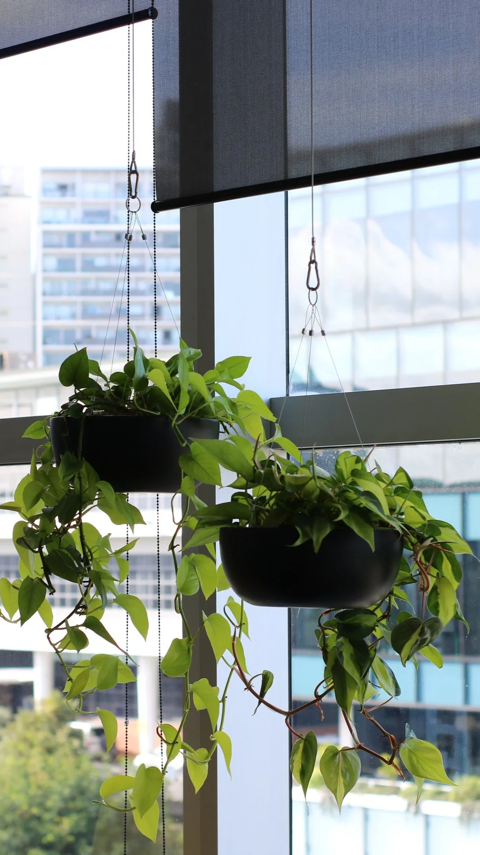 deux plantes en suspension dans des pots noirs près d'une fenêtre, vue urbaine en arrière-plan