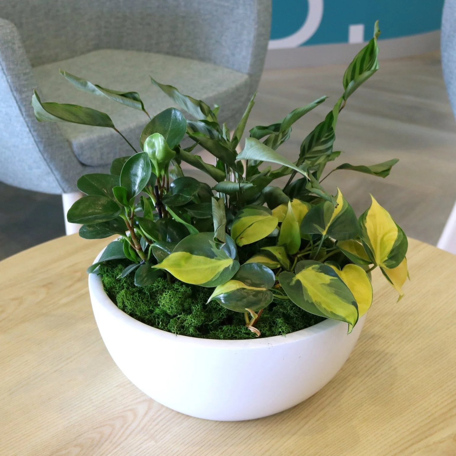 Plante verte dans un pot blanc, sur une table en bois, avec un fond flou.