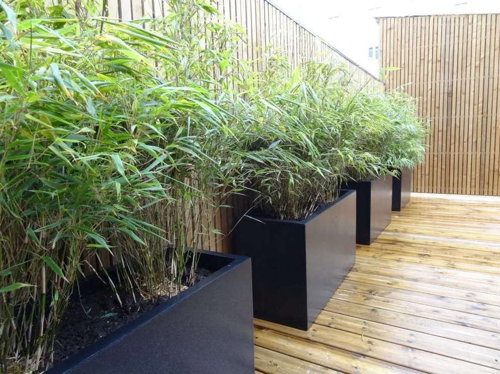 Plantation de bambous dans de grands pots noirs sur un balcon en bois, avec clôture en bois clair.