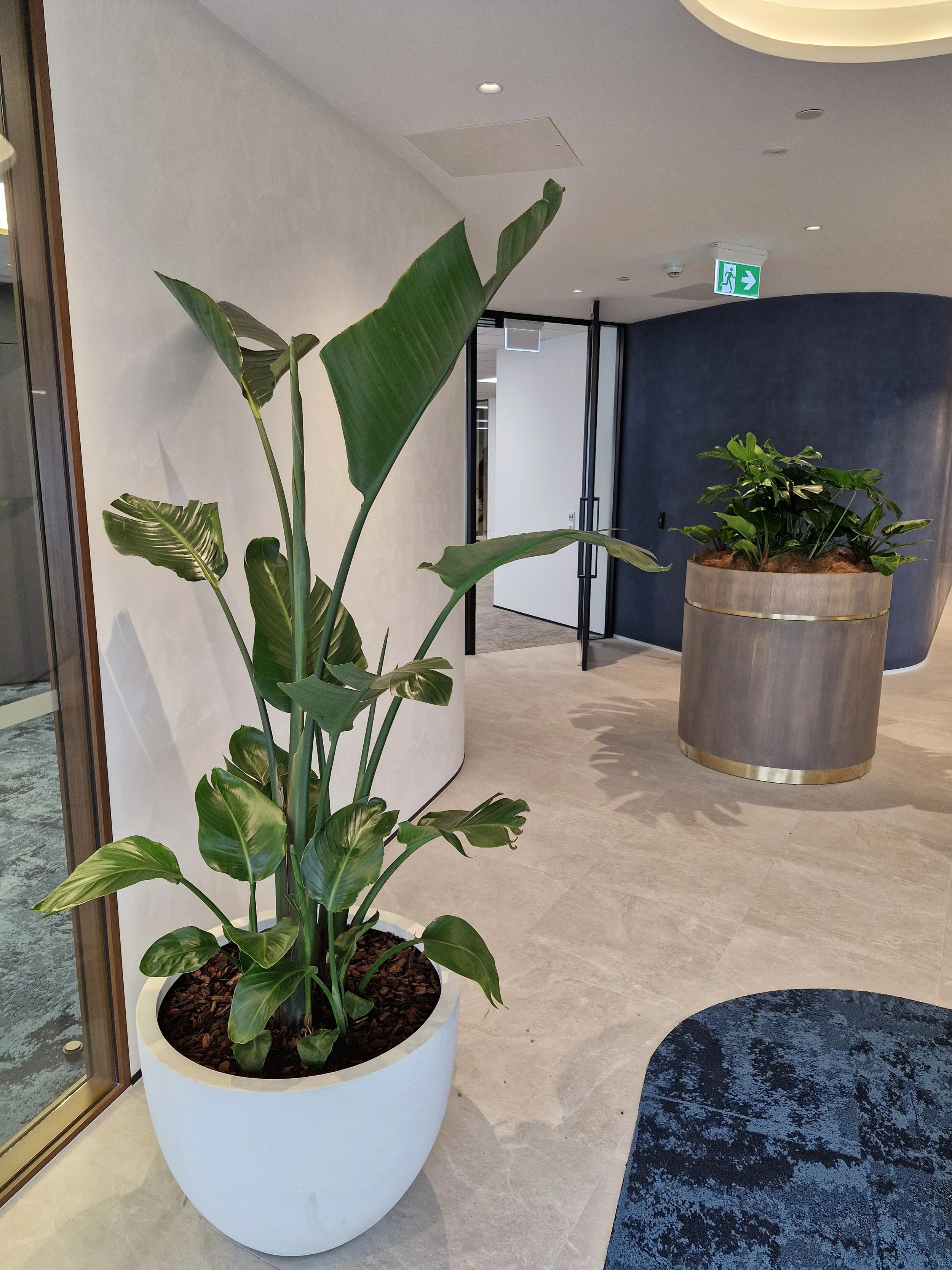 Plante verte dans un pot blanc dans un hall moderne avec murs blanc et bleu, une porte ouverte en arrière-plan, un tapis noir et un tapis gris au sol, et un panneau de sortie de secours lumineux en haut à droite.