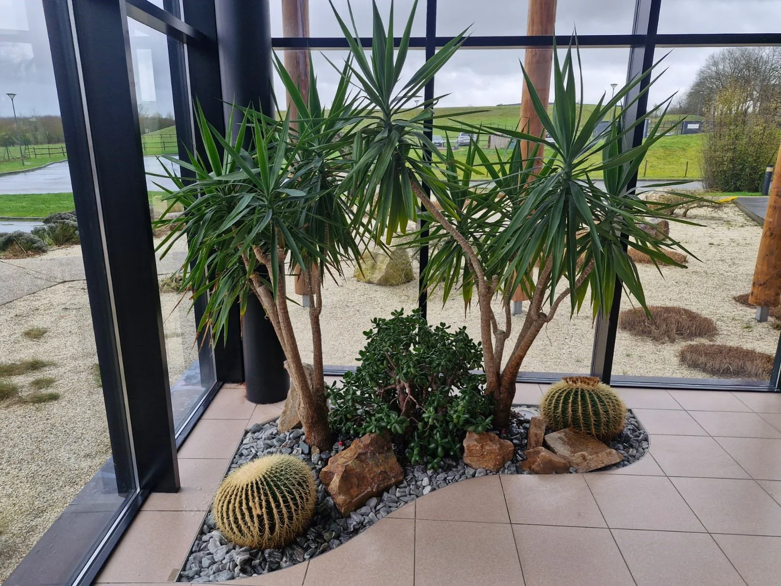 Plantes d'intérieur, notamment un grand arbre avec de longues feuilles pointues, deux cactus ronds à épines, et une petite plante vert foncé en bas, toutes dans un coin clôturé avec des pierres et des galets, à l'intérieur d'une pièce avec des murs en verre et un paysage extérieur verdoyant.