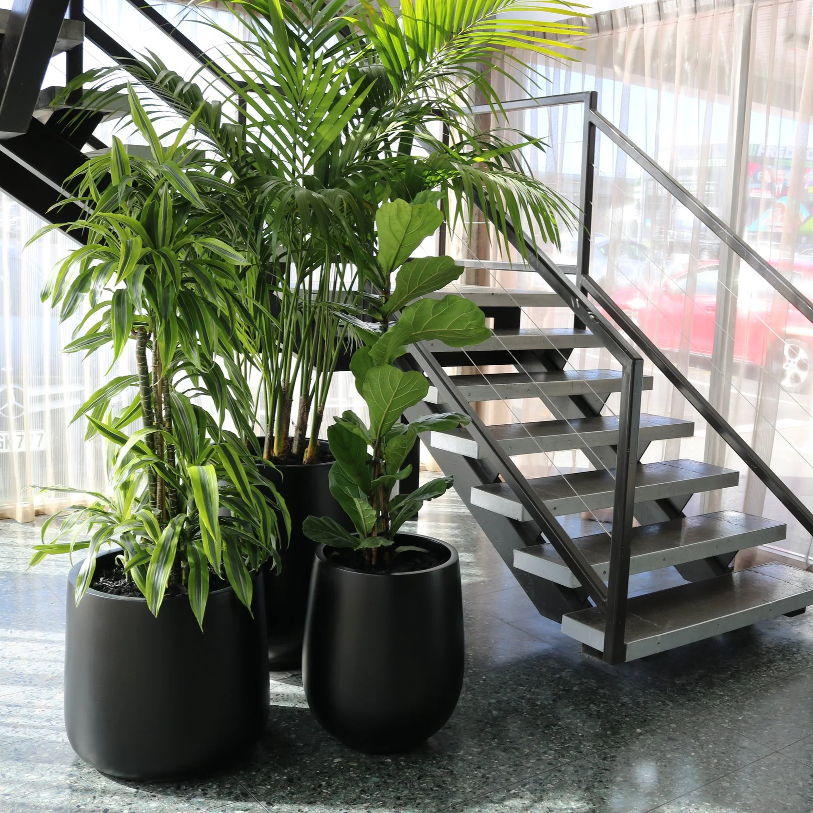 Deux grands pots noirs avec des plantes vertes devant une fenêtre avec rideaux transparents, à côté d'un escalier en métal et en bois.
