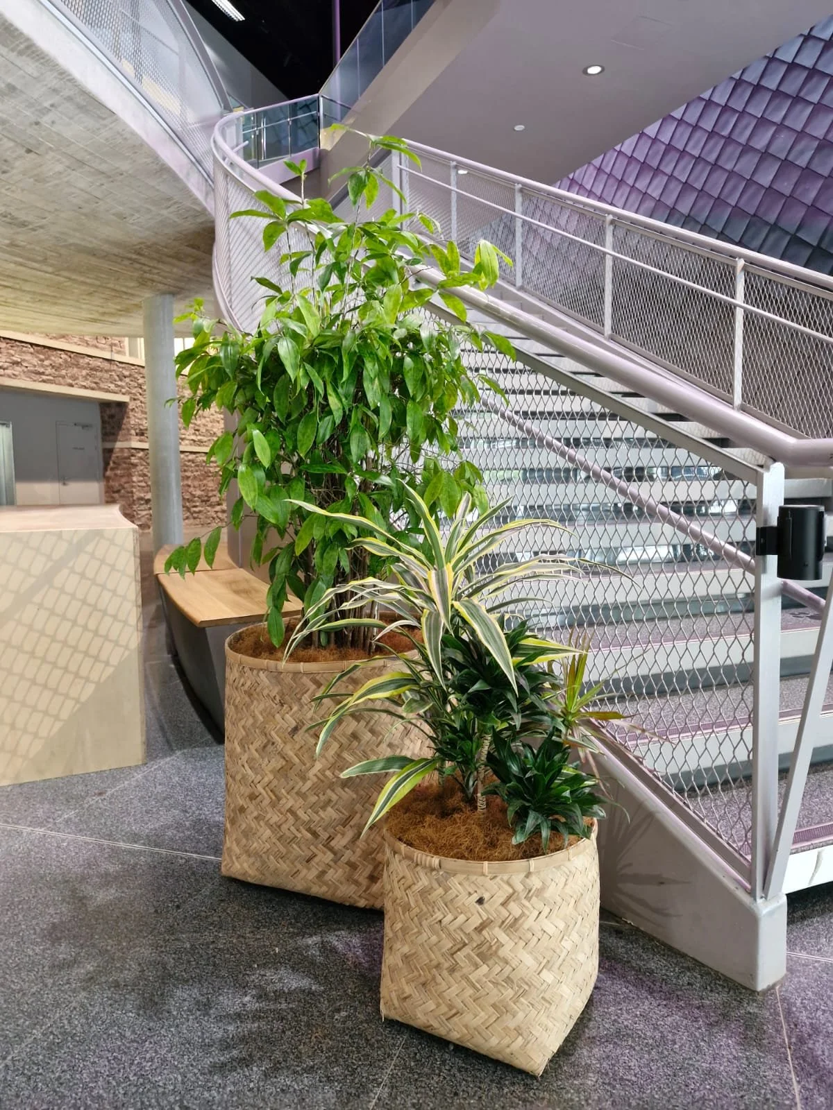 Deux grands pots en osier avec des plantes vertes dans un espace intérieur, près d'un escalier en métal et d'une structure en béton.