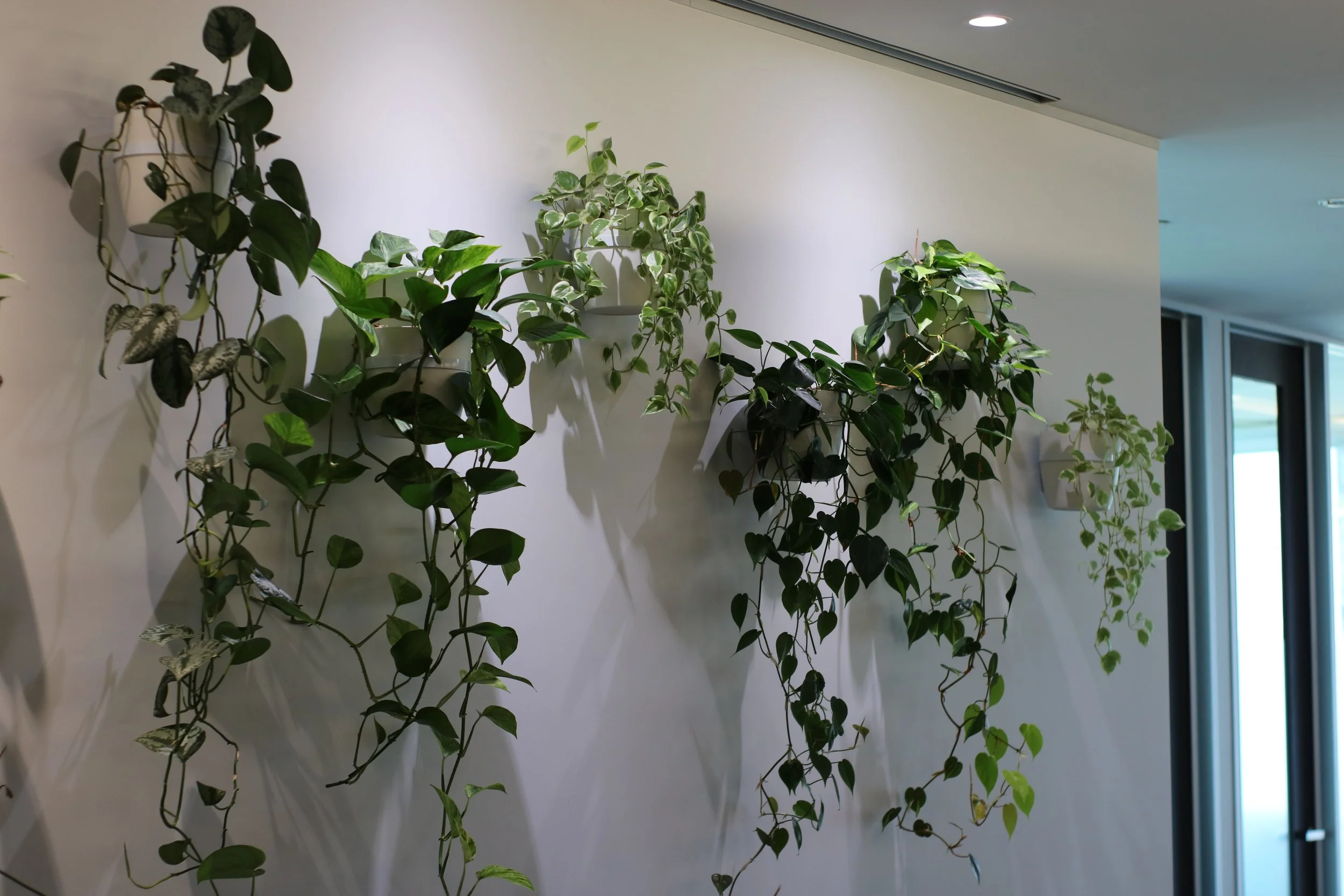 Plantes vertes suspendues sur un mur blanc intérieur avec une fenêtre en arrière-plan