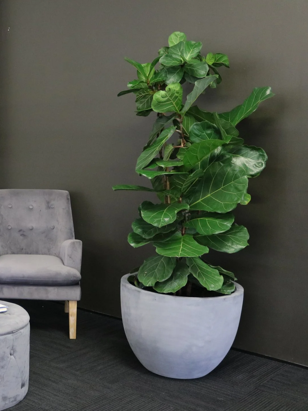 Grand plant de figuiers dans un pot en béton, placé dans un espace intérieur, à côté d'un fauteuil en velours gris.