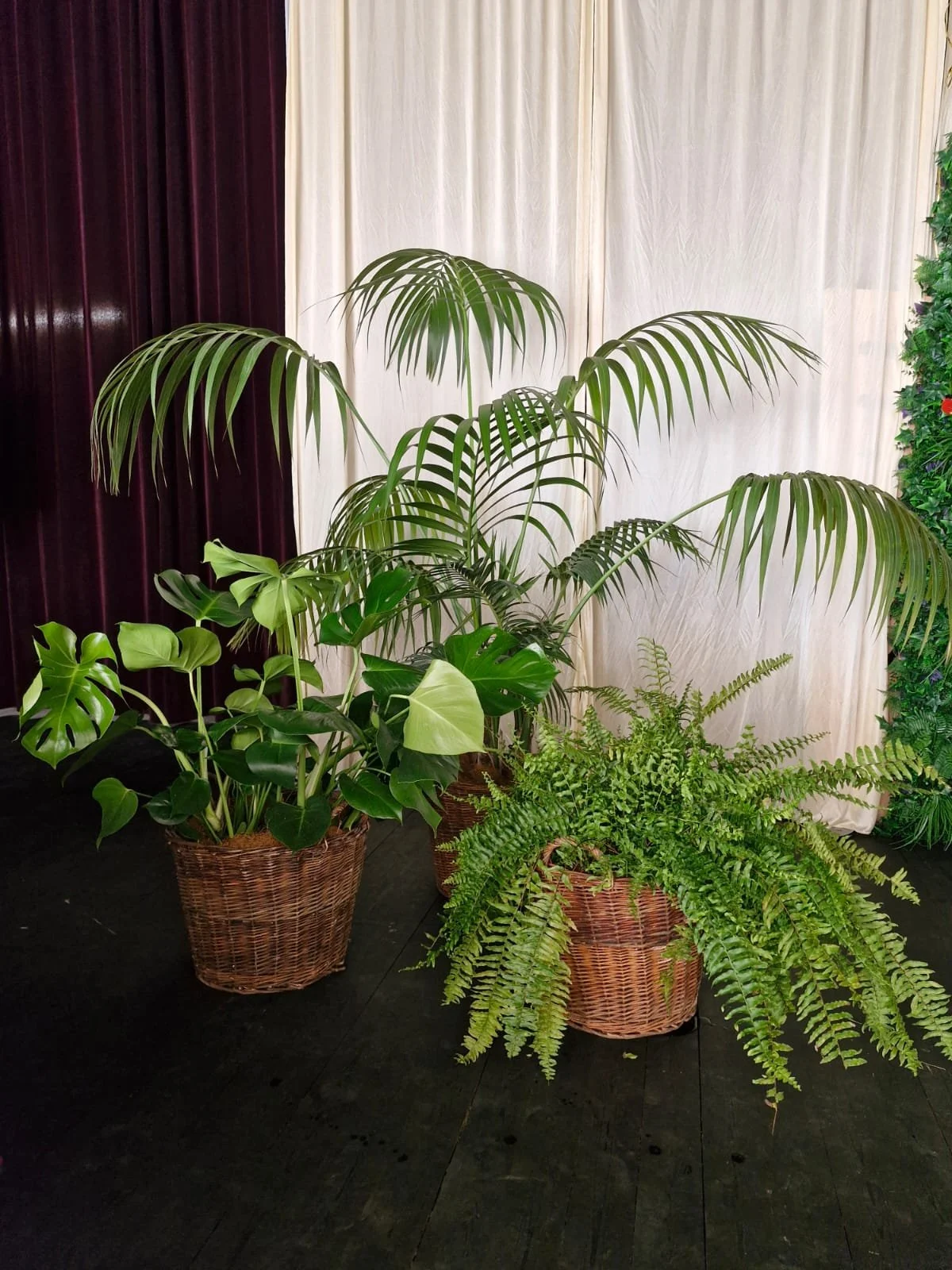 Trois pots de plantes d'intérieur avec différentes feuilles vertes, placés devant un fond de rideaux blancs et sombres.
