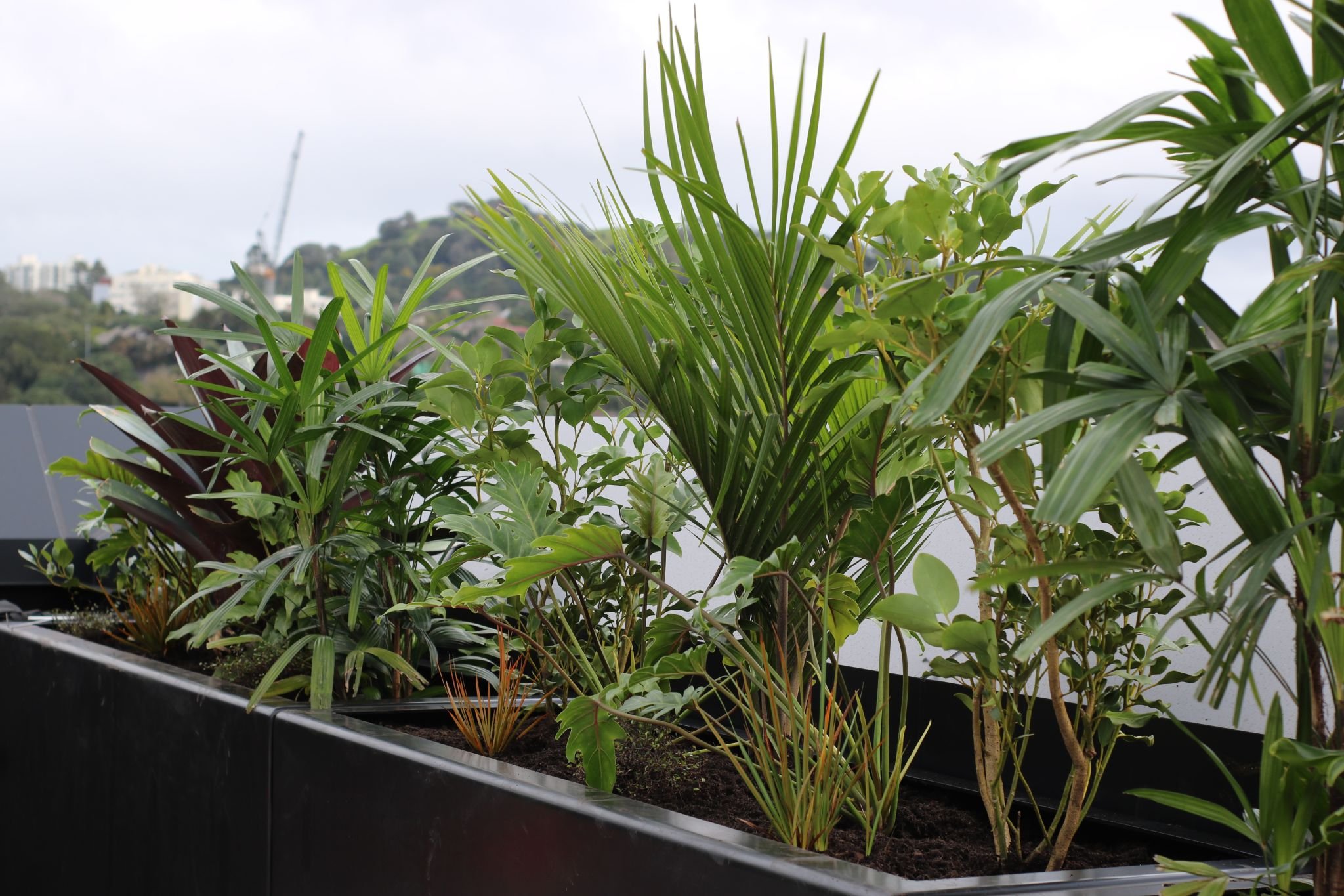 Plantes vertes en pot sur un balcon, avec des bâtiments en arrière-plan, sous un ciel nuageux.