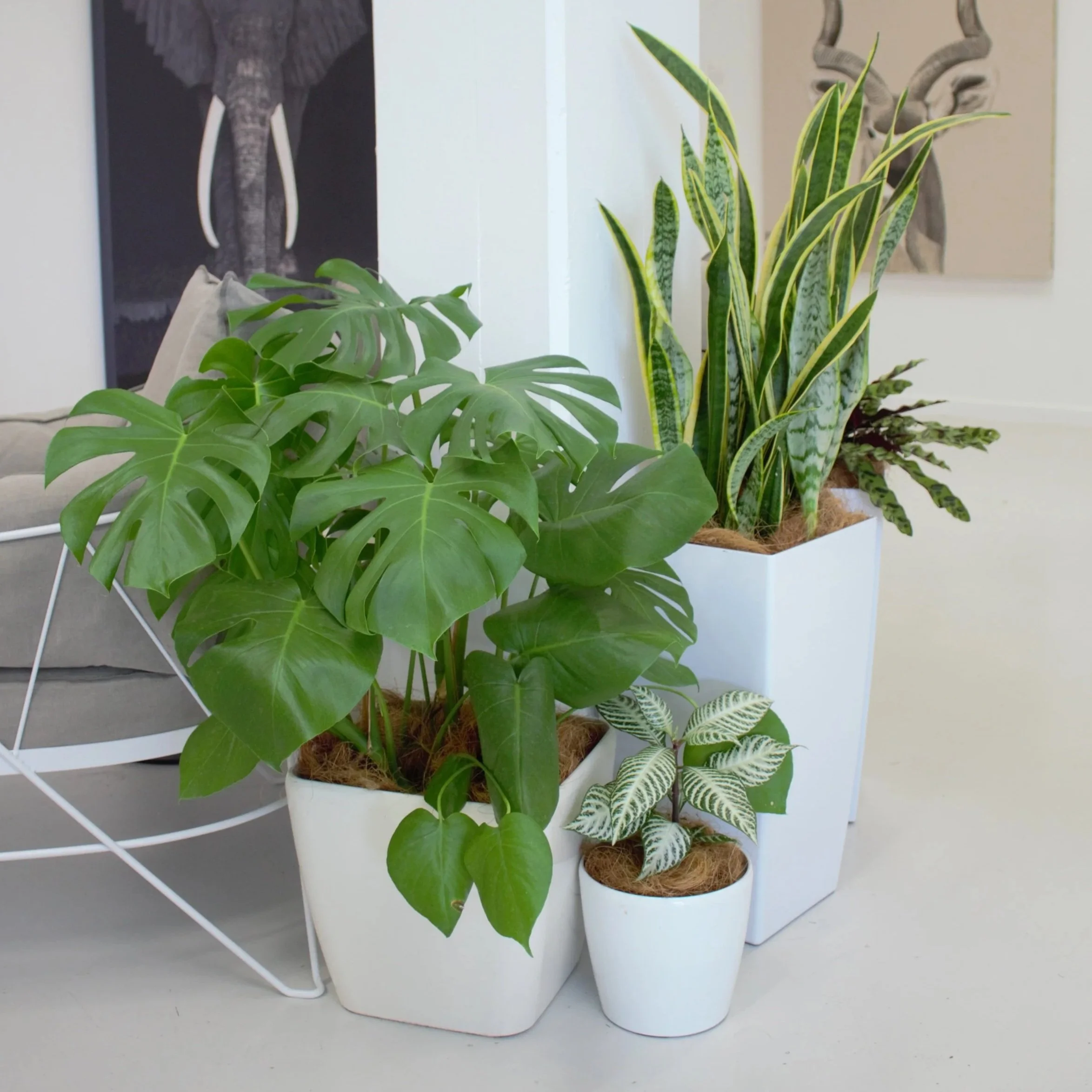 Arrangement de plusieurs plantes d'intérieur dans des pots blancs sur une étagère blanche, avec une décoration artistique en arrière-plan.