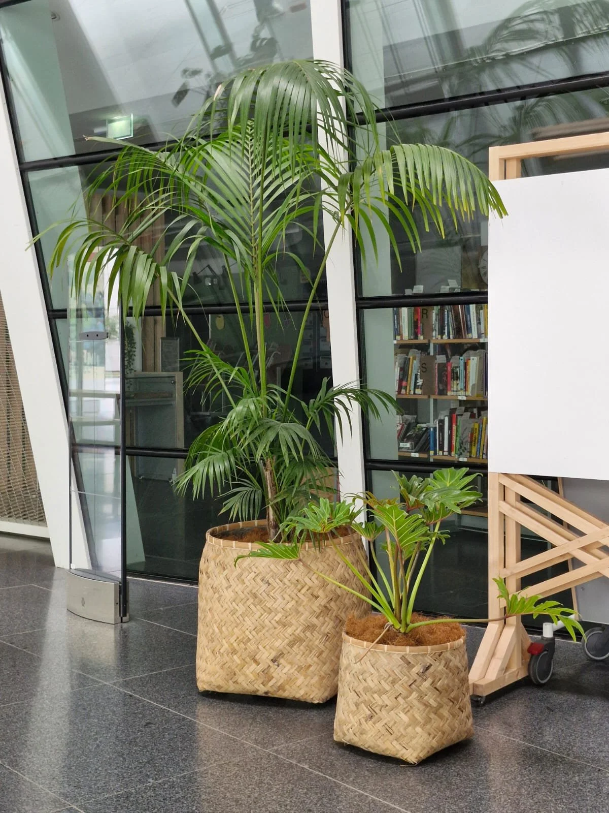 Deux grands paniers en osier contenant des plantes vertes, une grande plante en arrière-plan et une plus petite devant, dans un espace intérieur avec des murs en verre, bibliothèque de livres, et un chariot en bois.