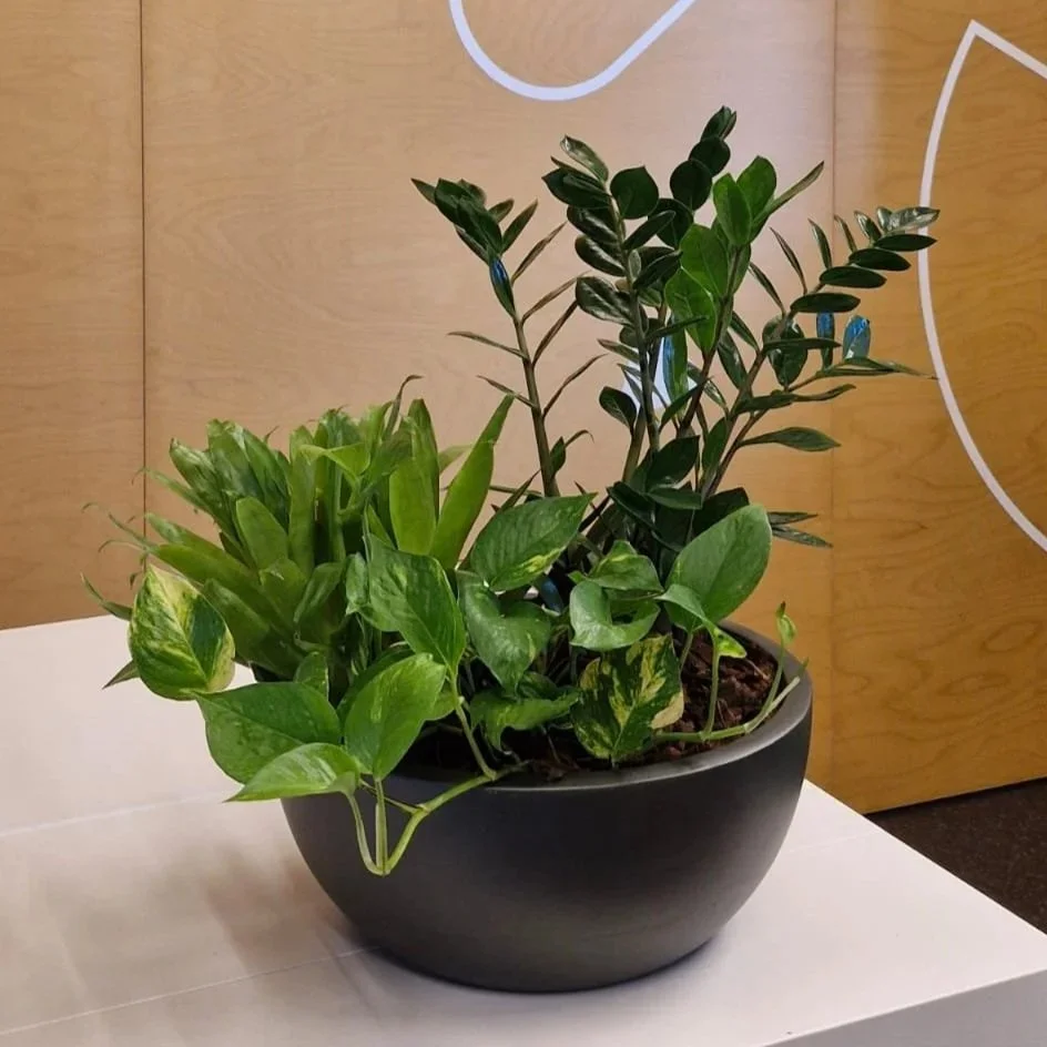 Un arrangement de plantes vertes dans un pot noir sur une table blanche, avec un mur en bois en arrière-plan.