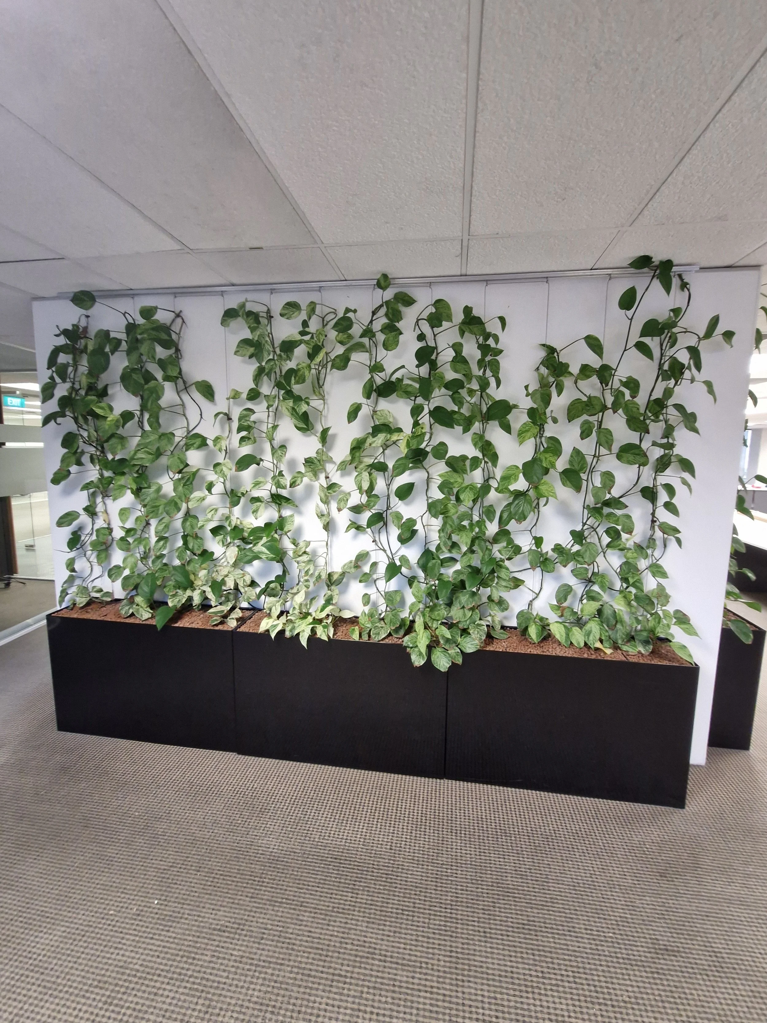 Une installation de plantes vertes en pot dans un mur blanc au bureau, avec un plafond suspendu en plaques de plafond et un sol recouvert d'une moquette beige.