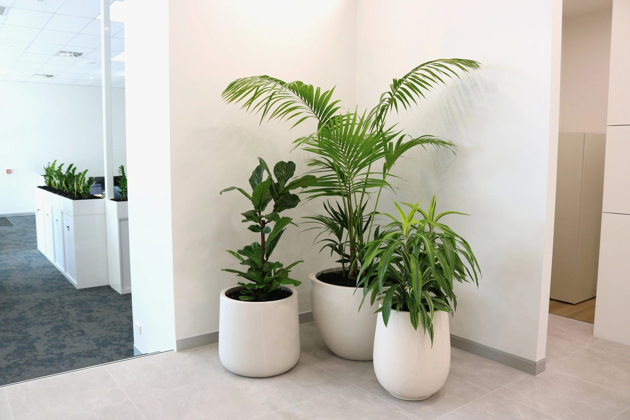 Quatre grands pots blancs de plantes vertes dans un intérieur moderne avec murs blancs et carrelage beige.