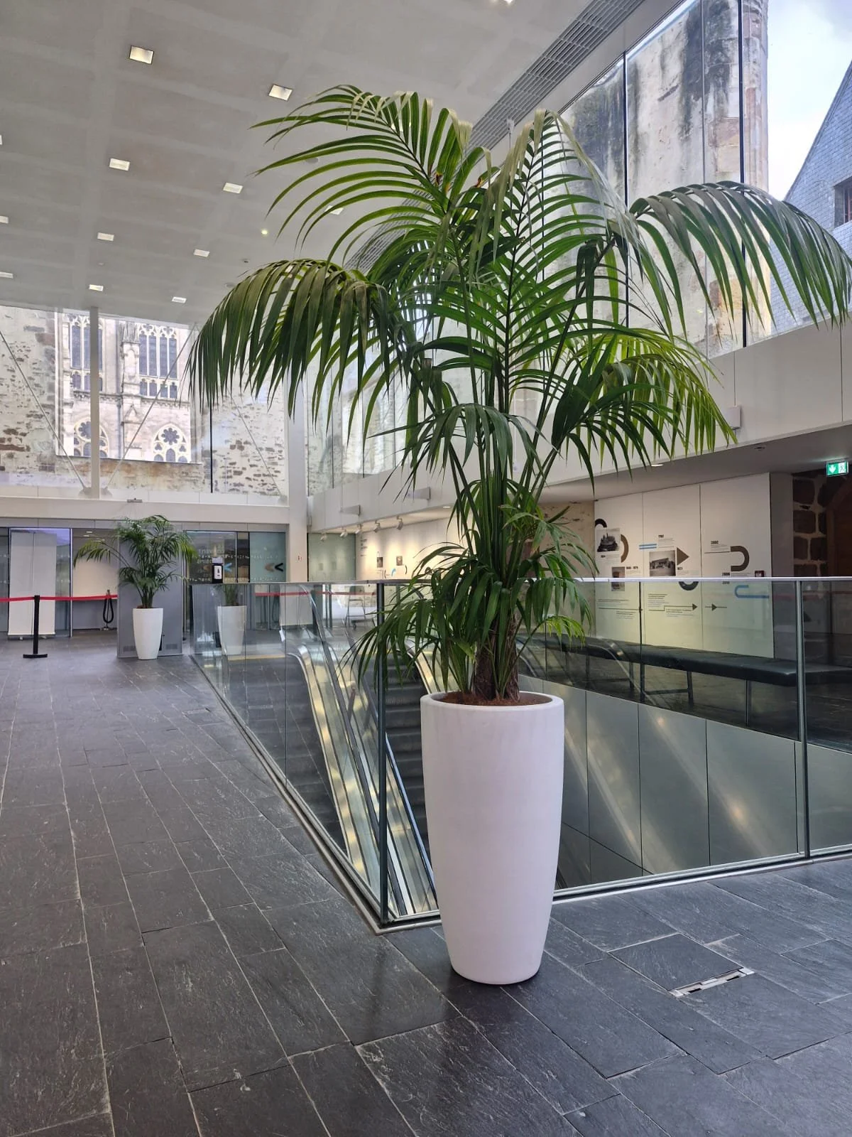 Une grande plante verte dans un pot blanc placé à côté d'un escalator dans un espace intérieur moderne, avec des murs en briques et des vitres larges laissant entrer la lumière naturelle.