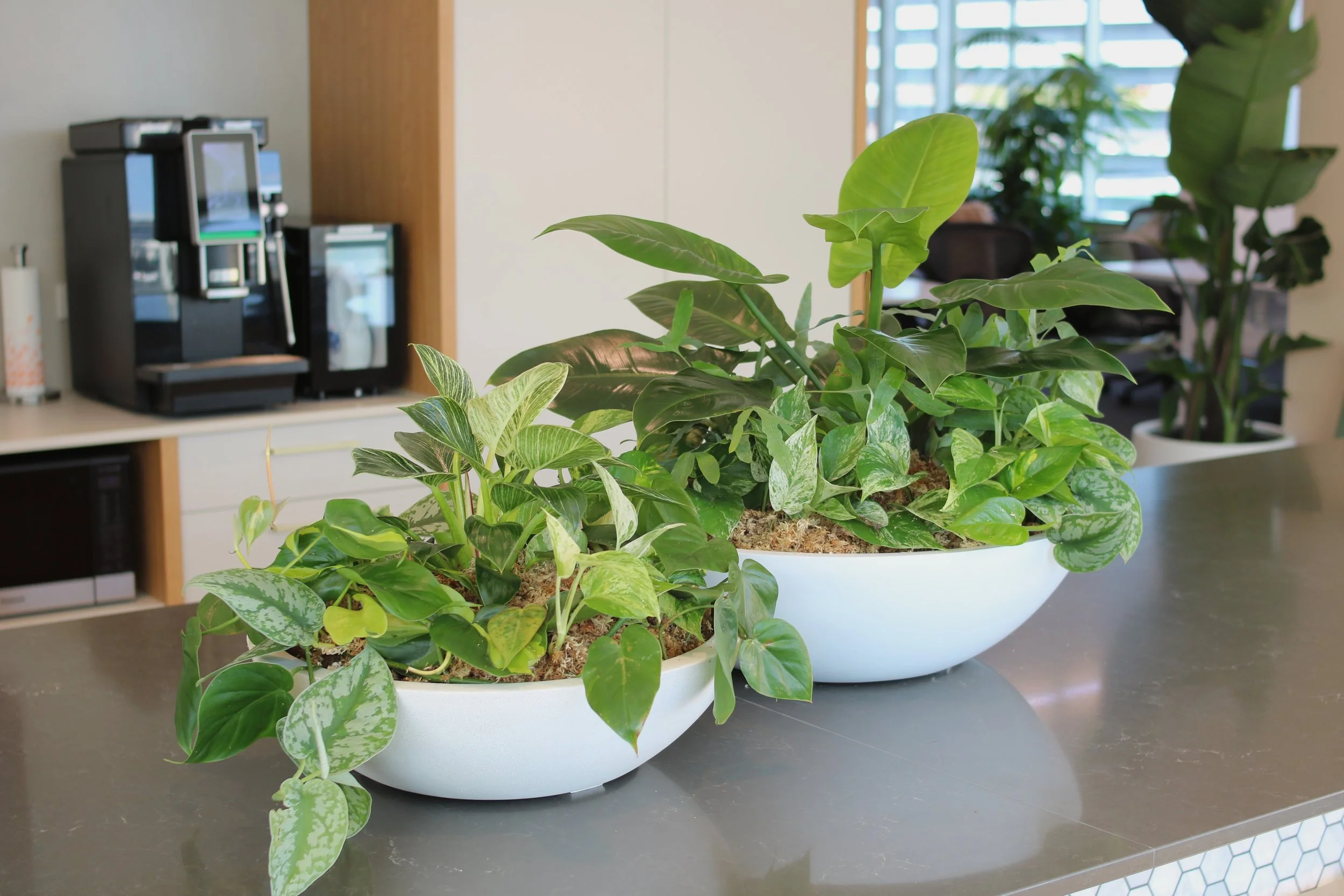 Un vase blanc contenant plusieurs plantes vertes avec différentes formes de feuilles sur une table en surface lisse dans un espace intérieur, avec un distributeur de boissons en arrière-plan et de grandes fenêtres laissant entrer de la lumière naturelle.