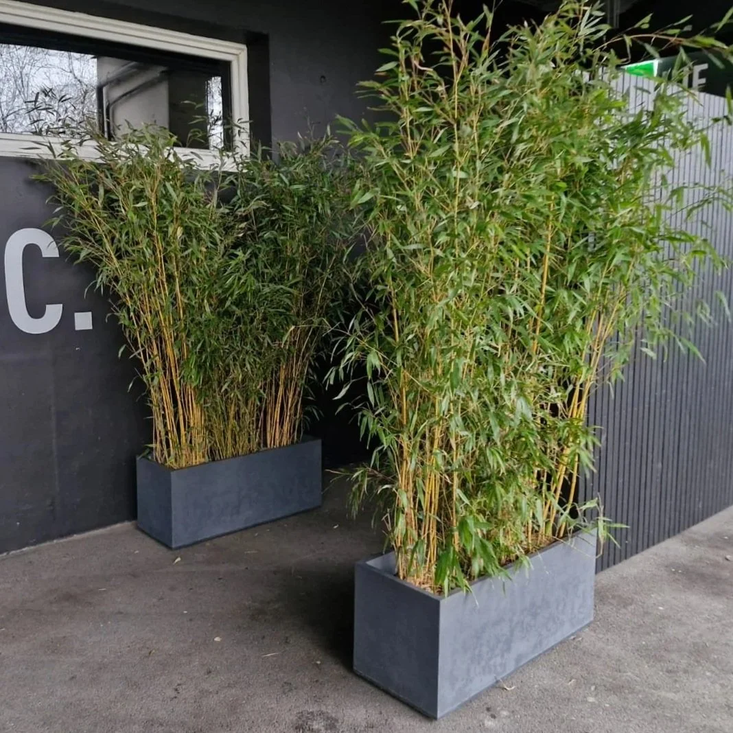 Deux grands pots rectangulaires en pierre contiennent des plantes de bambou vertes à tiges fines, placés à côté d'un mur noir avec une fenêtre