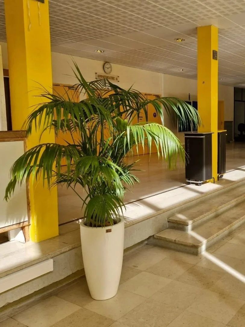 Une plante verte dans un grand pot blanc dans un hall avec des murs jaunes et un sol en carrelage.