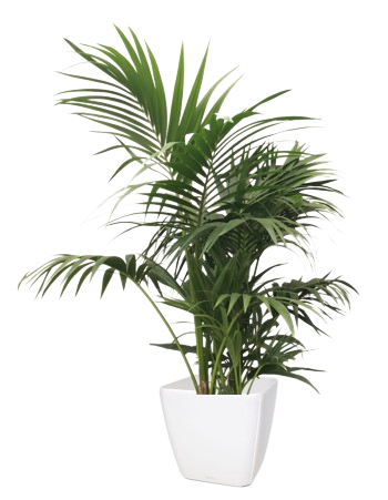 Une plante d'intérieur Palmier Kentia dans un pot blanc.