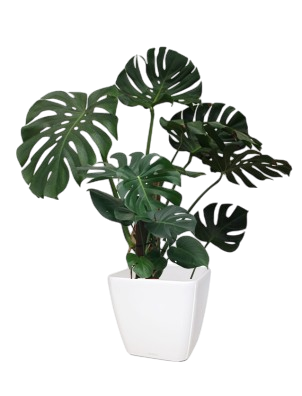 Une plante d'intérieur monstera deliciosa dans un pot blanc.