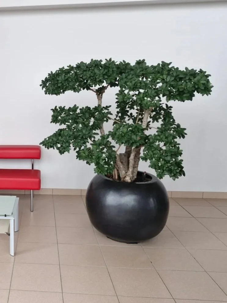 Un grand arbre d'intérieur dans un pot noir, placé dans une pièce avec un sol en carrelage beige, une banquette rouge et une petite table blanche.