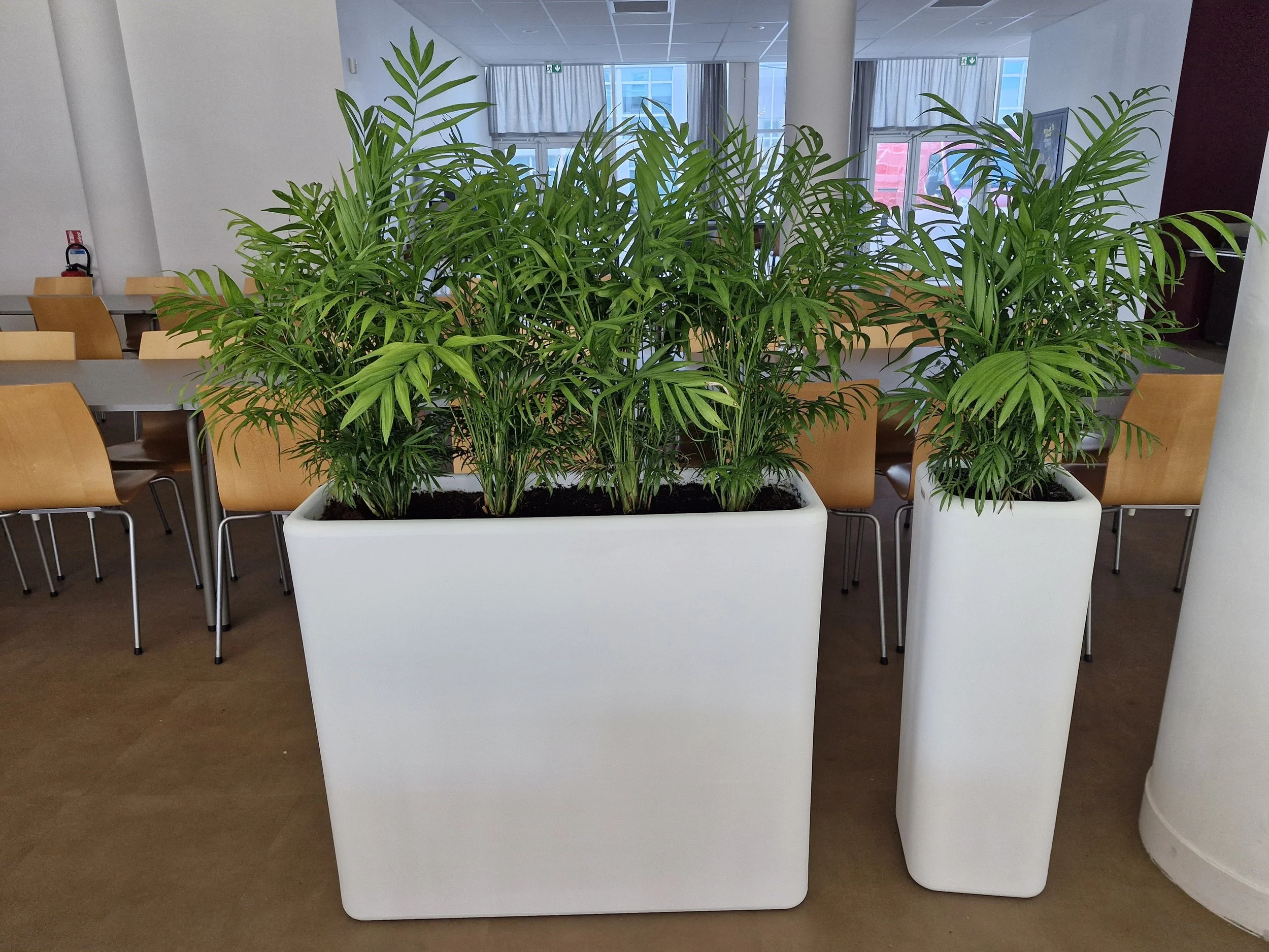Grandes plantes vertes dans deux grands pots blancs sur un fond d'une salle de réunion ou un espace de travail avec des chaises en bois et un mur blanc.
