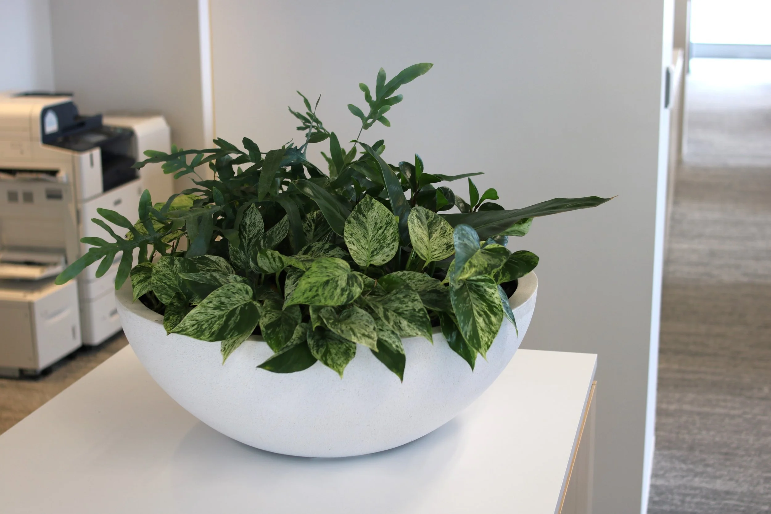 Plante verte dans un pot blanc placé sur une table blanche dans un environnement de bureau.