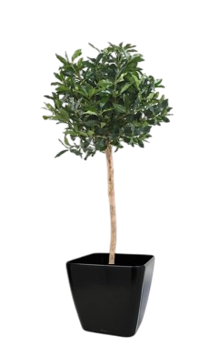 Une plante d'extérieur buis topiaire dans un pot noir.