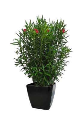 Une plante d'extérieur laurier rose dans un pot noir.