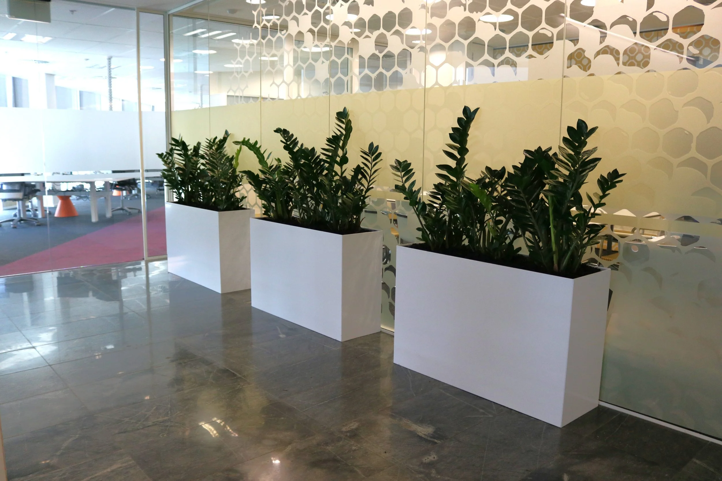 Trois grands pots rectangulaires blancs contenant des plantes vertes en intérieur d'un espace de bureau avec des murs en verre et des décorations en motifs hexagonaux