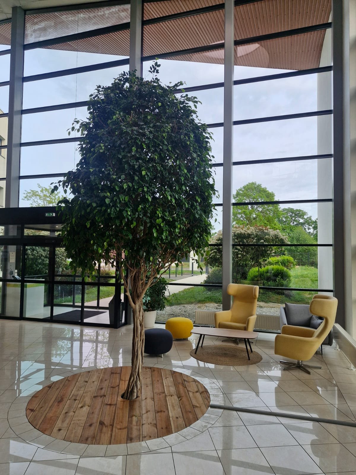Intérieur moderne avec un arbre d'intérieur au centre, fauteuils jaunes et gris, petit tapis rond, grande fenêtre avec vue sur le jardin.