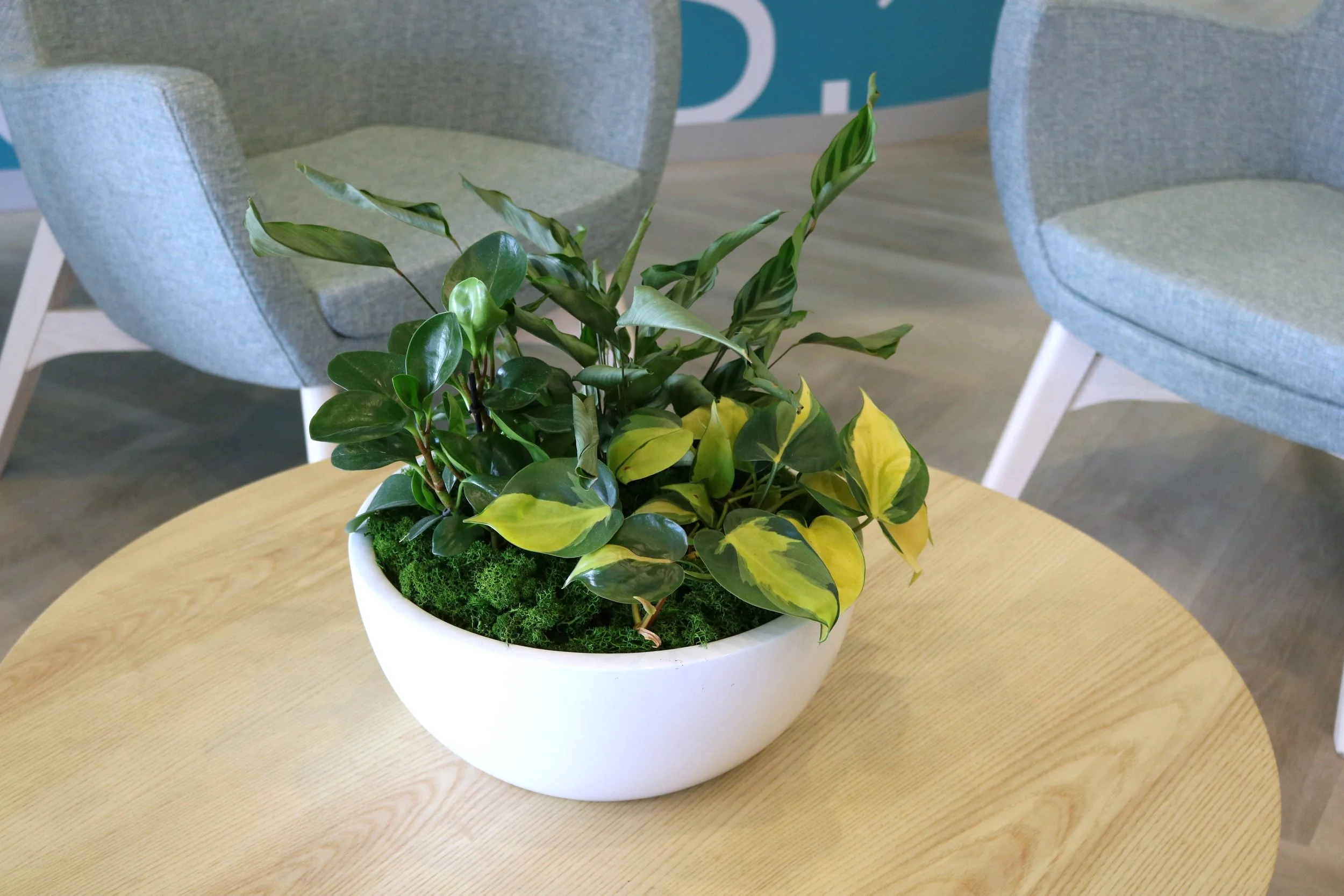 Une plante verte dans un pot blanc placé sur une table en bois clair, avec deux chaises en tissu gris en arrière-plan.